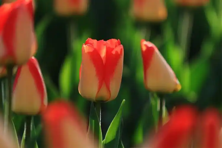 春天来了,万物复苏,各种各样的花朵争相斗艳,美不胜收.