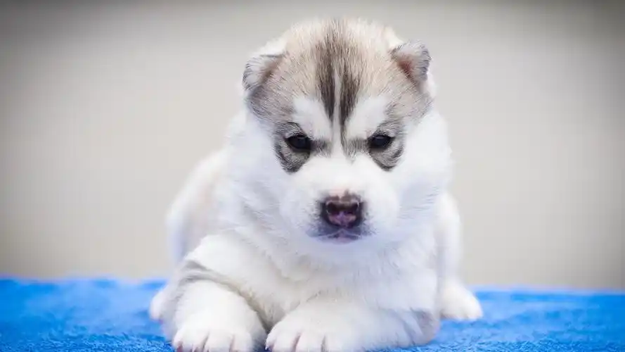 可爱蠢萌哈士奇小狗狗桌面壁纸高清大图预览1920x1080_动物壁纸下载