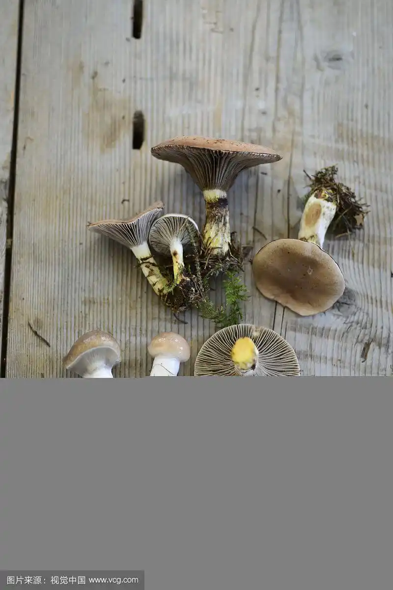 黏糊糊的尖帽蘑菇(谷蛾)