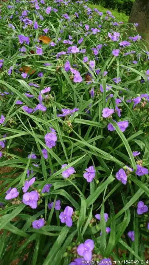 紫露草小苗_信誉好的紫露草厂商