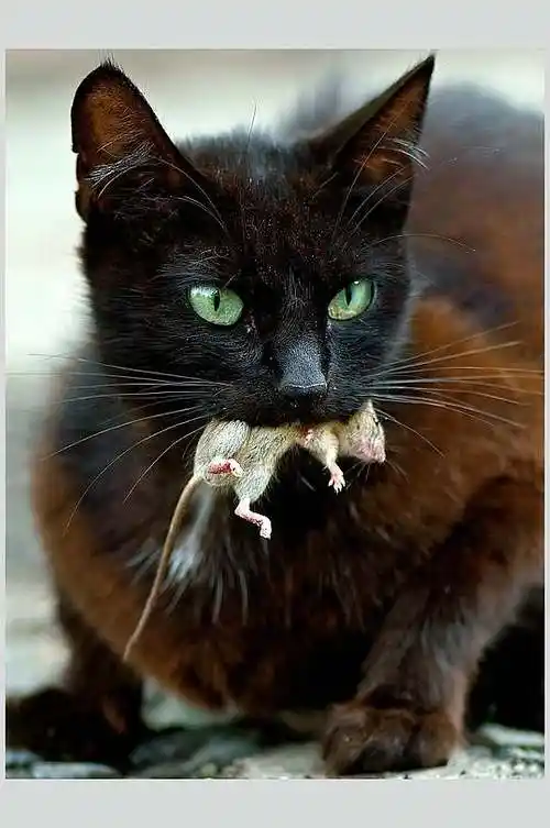 猫咪捕食特写动物图片