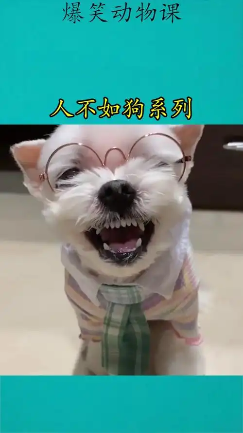 我要上热门#人不如狗系列