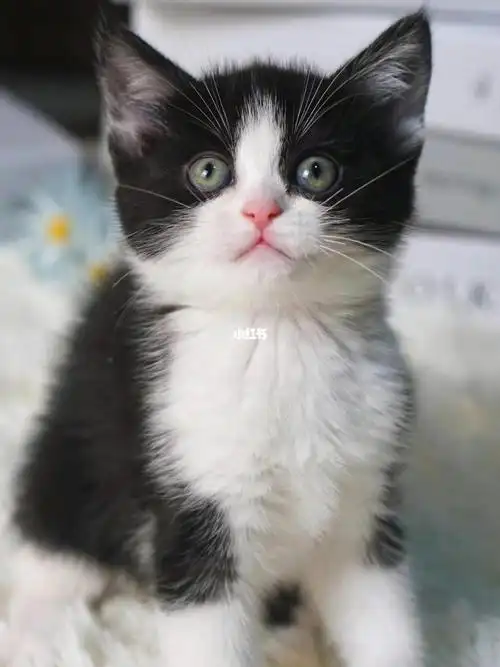 英短奶牛色妹妹猫咪领养_猫咪_领养_英短_奥利奥怎么样_黑白猫_宠物