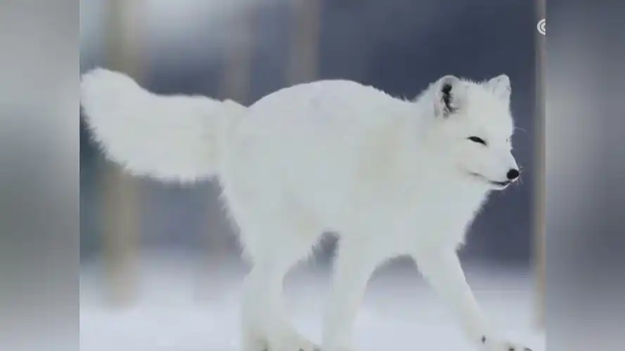 挪威:科学家搭建喂食站保护北极狐