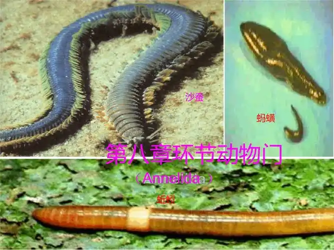 环节动物门 文档.ppt 88页