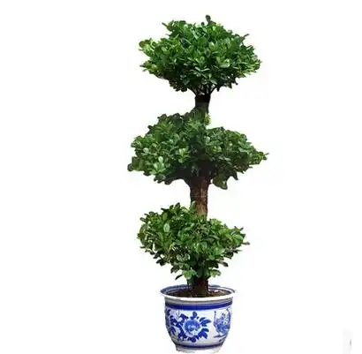 客厅中大型高档观叶盆栽绿植花卉 摇钱树 金钱榕植物包邮