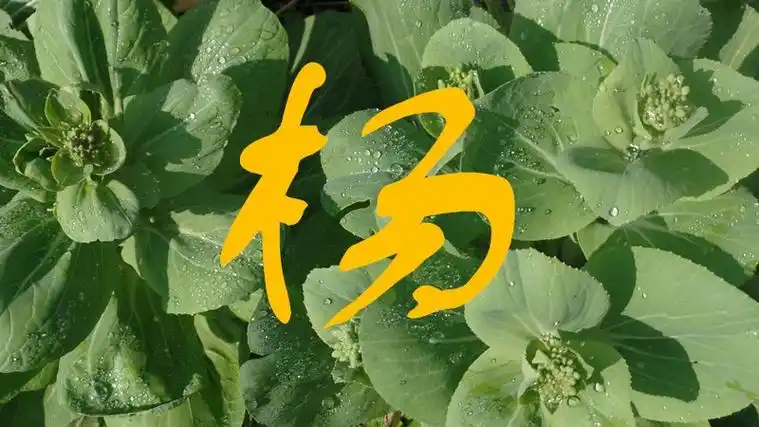 2021姓杨的新年锁屏头像带字杨杨艺术字体杨头像杨笔顺杨同音同调字