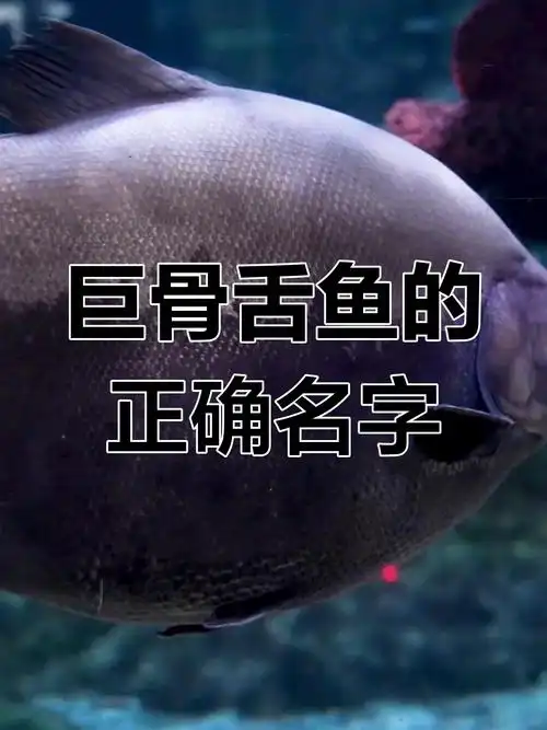 巨骨舌鱼到底是淡水白鲨还是黑银版?真相揭晓