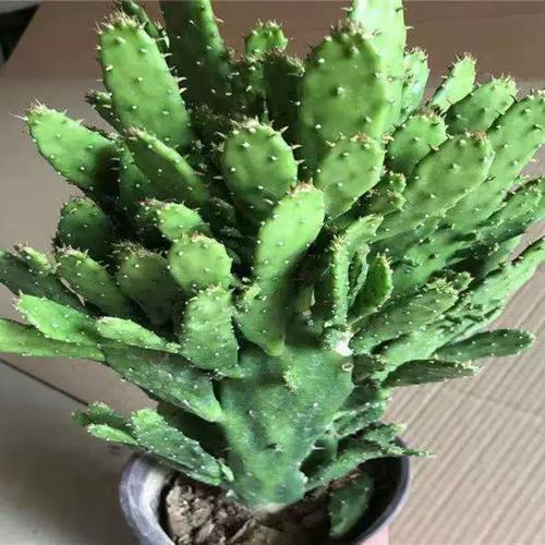 仙人掌千手观音千佛手盆栽大型绿植 吸甲醛防辐射耐旱养不死盆栽