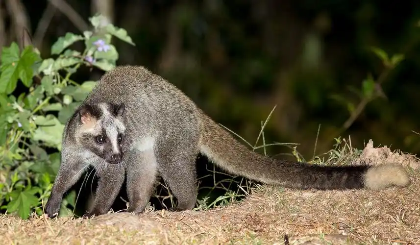 山狸:像豹又像猫的凶兽,常进村盗鸡偷鸭,被人们捉成保护动物