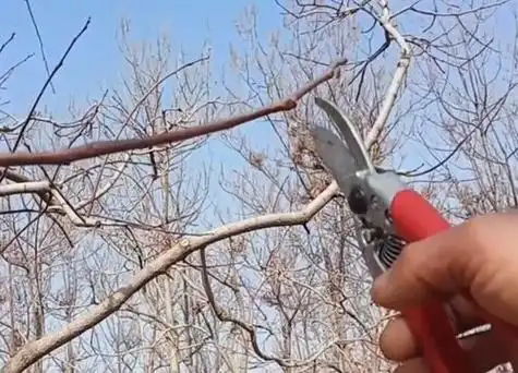 柿子树什么时候剪枝最好