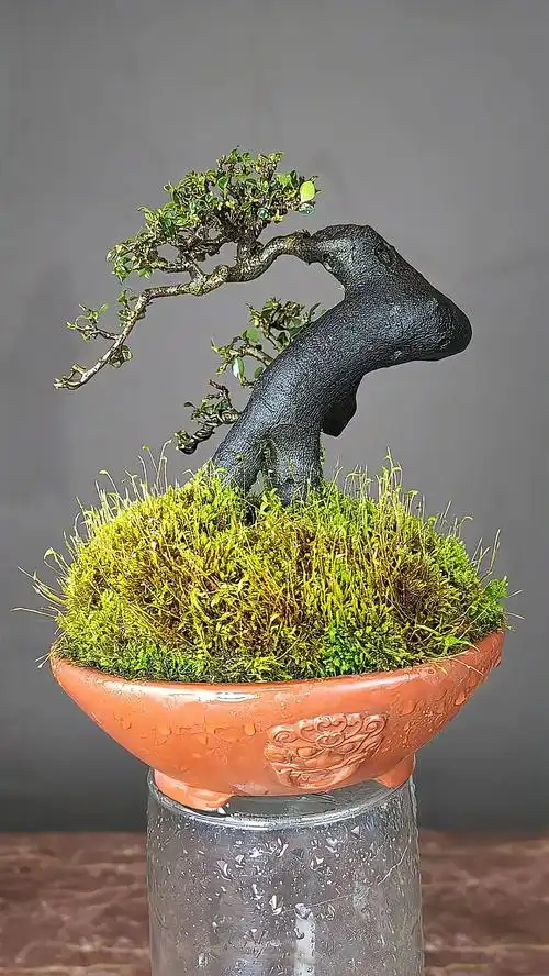 金弹子小品年功桩一棵,欢迎欣赏-度小视