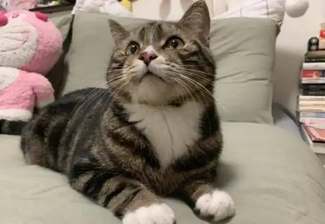 狸花猫的弃养率为什么这么高?原来是这5点很"遭人嫌"