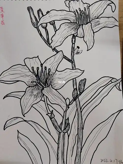 萱草花线条临摹