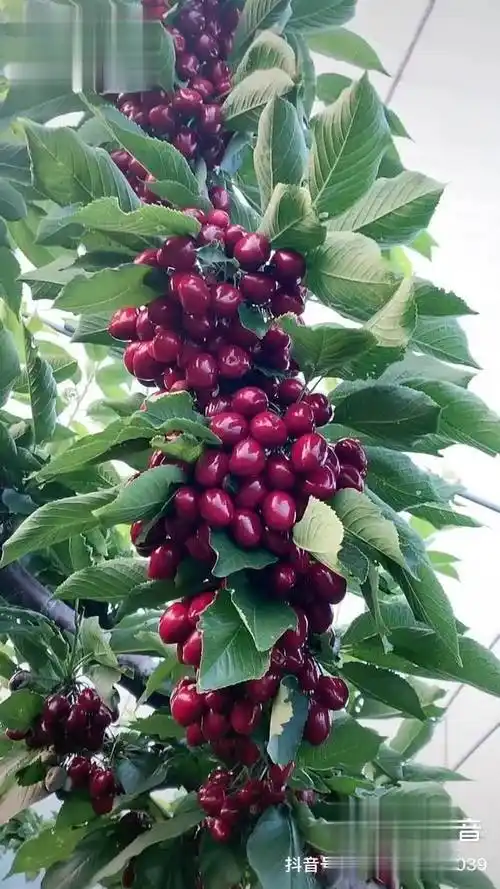 沙王大樱桃颜色鲜艳口感脆甜适合南北方种植矮化樱桃苗 鲁樱三号樱桃