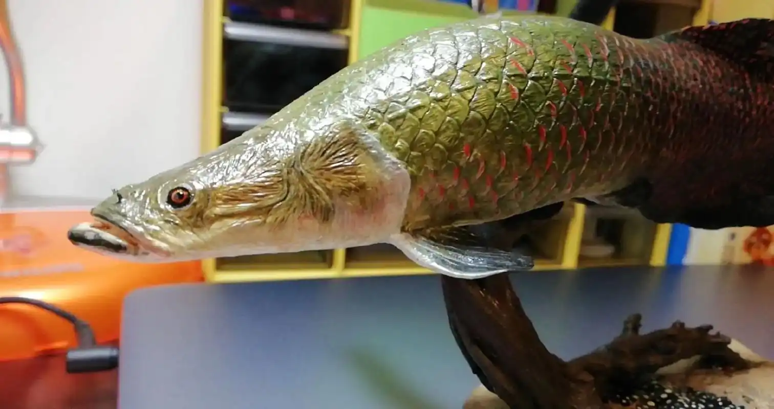 巨骨舌鱼.巨骨舌鱼 辐鳍鱼纲骨舌鱼目动物 物种学史 形态特征 - 抖音