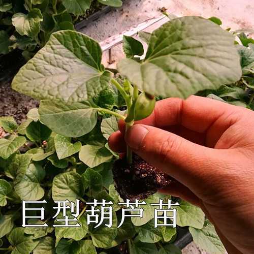 巨型葫芦苗手捻大亚腰葫芦西葫芦苗种子观赏庭院种植种植简单