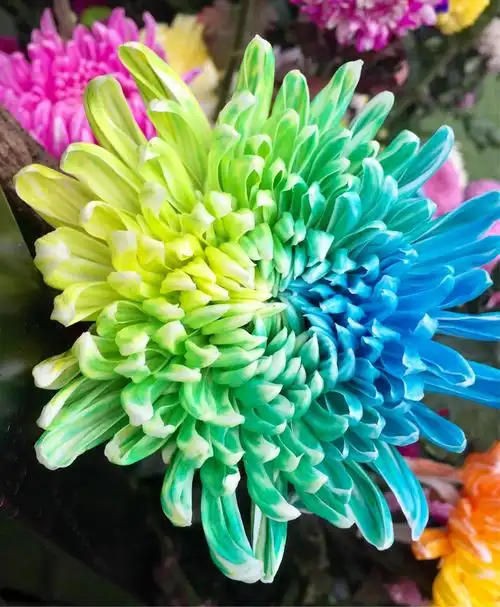 开封菊花节的七彩菊各外美.