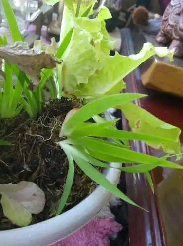 叶子长得像韭菜,是侧着长是什么花