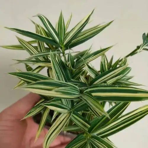 熊猫竹 菲白竹桌面绿植盆栽迷你竹子桌面微型盆景室内净化空气绿植