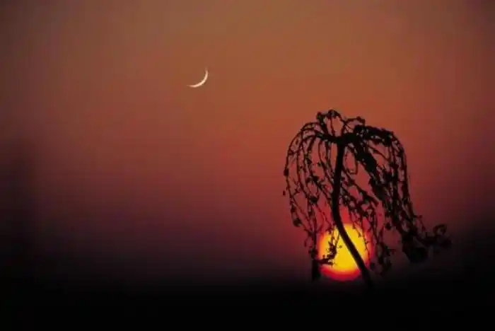 今夜我要和残月一起安睡