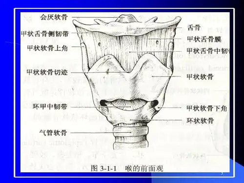 喉的解剖ppt参考课件