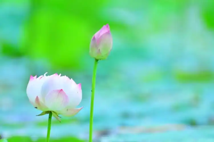 《清净》之 心如世上清莲色