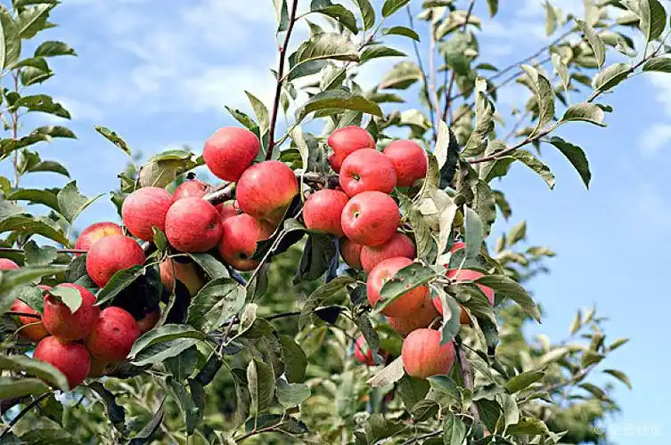 苹果树图片_苹果树高清图片_全景视觉
