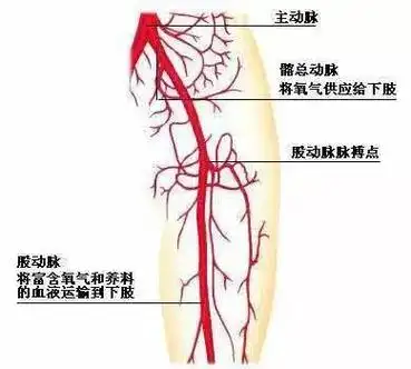 血管决定生老病死!血管堵没堵弯腰摸这里就知道