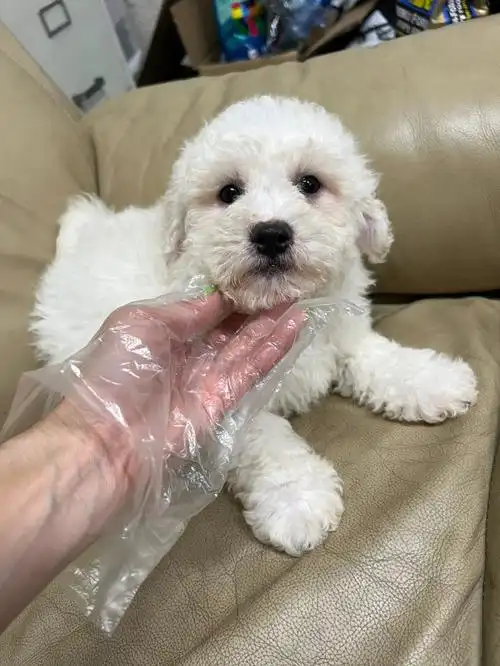 比熊公2个月大随时可以回家