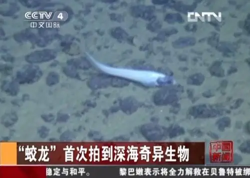 "蛟龙号"首次拍到大量深海奇异生物
