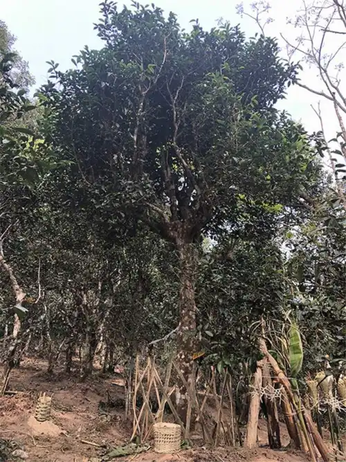 谁是古茶树之王?从四个方面为您解读茶王树|说茶网微享会第35期