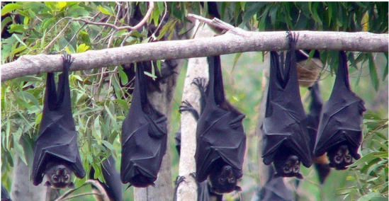 推主被屋檐下挂的蝙蝠吓哭,这物种太特么恐怖了