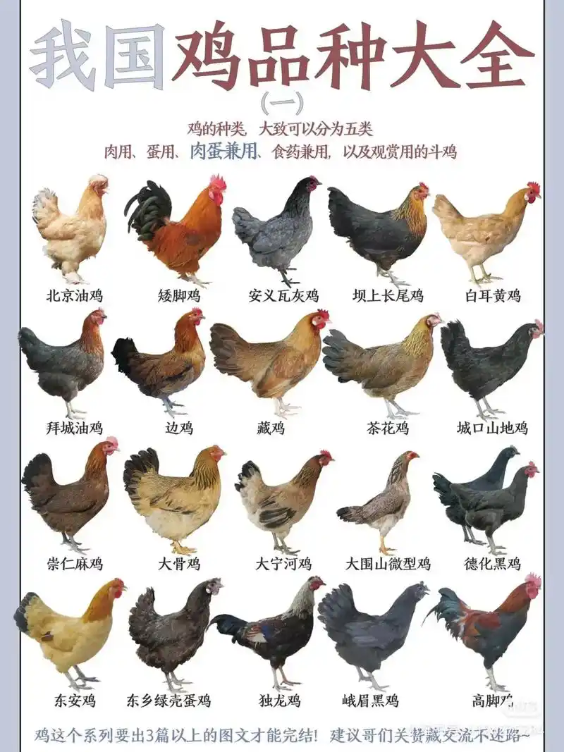 我国鸡品种大全.#矮脚鸡 #狼山鸡 #绿壳鸡#麻花鸡#茶花鸡 - 抖音