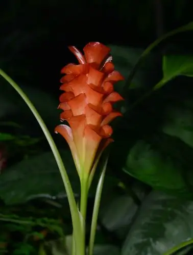 观音姜 curcuma roscoeana ,姜科姜黄属.