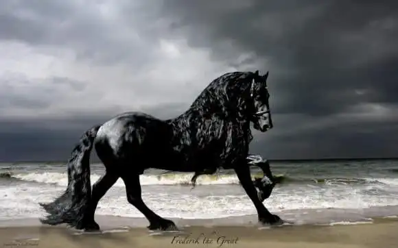 全世界最帅的黑马弗里斯马