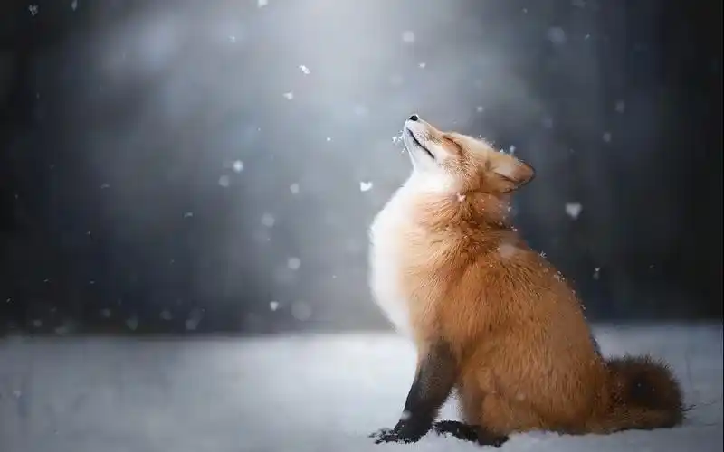 雪地中的狐狸唯美意境高清壁纸