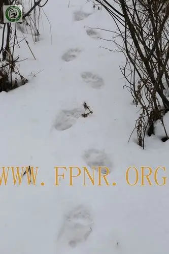 交配季节的佛坪大熊猫