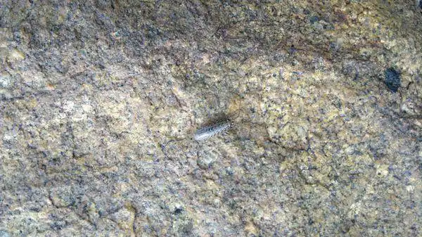 这是什么虫子? 在海边 岩石上,很多,成群结队!