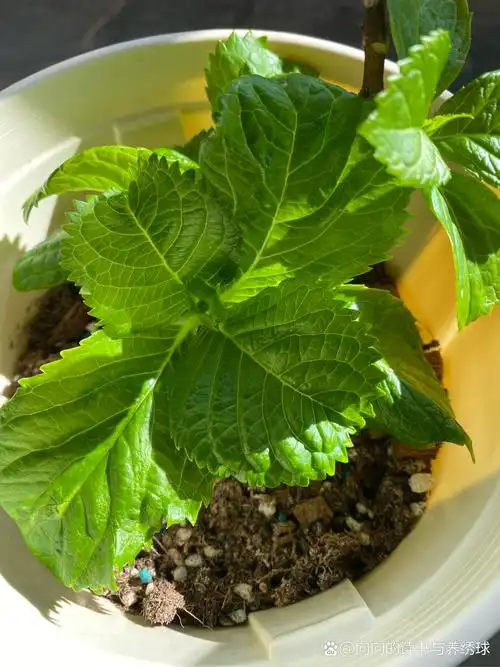 2月10日阳台上绣球的花苞 几棵在阳台上早早展叶的绣球,都能看到花苞