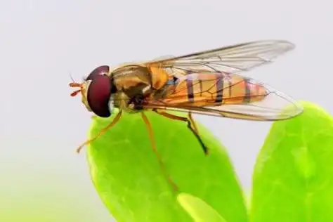 请问这个类似苍蝇的虫子是什么?