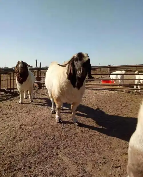 波尔山羊种公羊表情是亮点为啥这个表情呢养羊户都知道