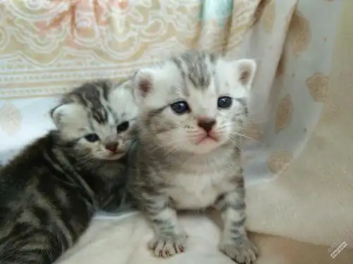 大年三十晚上出生的家养银虎斑宝宝(已全部转出)