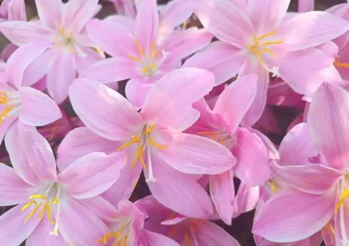 风雨兰我心中的七色花