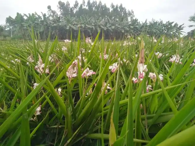 又到姜花烂漫时