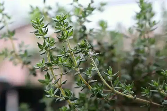 人称"地椒草",好养易爆盆,还能驱蚊,用来做羊肉香喷喷!