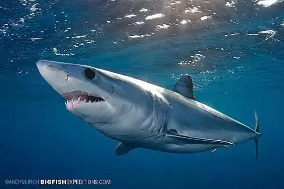 转发一些鲨鱼的高清图片#海洋生物 #鲨鱼#保护海洋动物 - 抖音