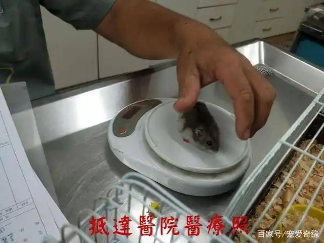 冷血女子因不满被甩,拿仓鼠出气,眼球险些被捏爆,引发网友抨击