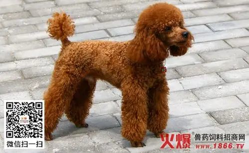 泰迪犬图片_泰迪犬价格_泰迪犬怎么养_如何训练泰迪犬