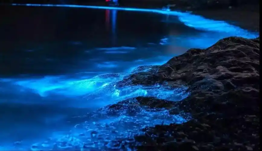 堪比马尔代夫!浙江这座小岛藏着全球罕见的"荧光海"